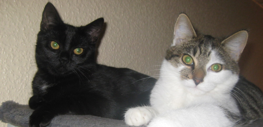 Katze entspannt in vertrauter Umgebung